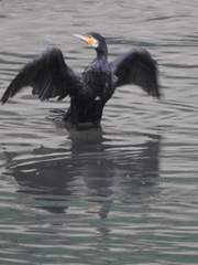 Phalacrocorax carbo