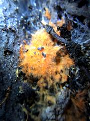Hydnophlebia