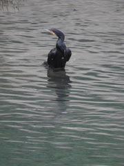 Phalacrocorax carbo