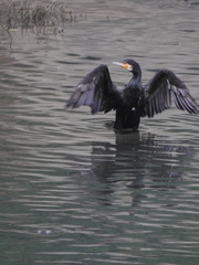 Phalacrocorax carbo