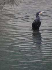Phalacrocorax carbo