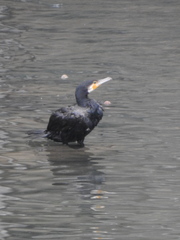 Phalacrocorax carbo