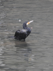 Phalacrocorax carbo