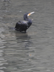 Phalacrocorax carbo