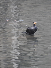 Phalacrocorax carbo
