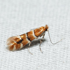 Phyllonorycter emberizaepenella