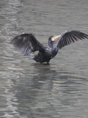 Phalacrocorax carbo