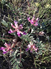 Astragalus shortianus