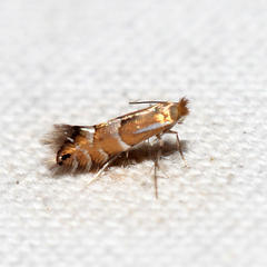 Phyllonorycter viburnella