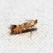 Phyllonorycter viburnella - Photo (c) Tom Murray, some rights reserved (CC BY-NC), uploaded by Tom Murray