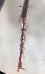 Pterostichus luctuosus