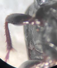 Pterostichus luctuosus