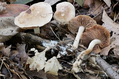 Hebeloma albidulum