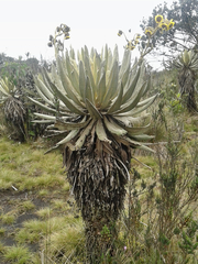 Espeletia occidentalis