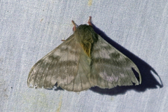 Hylesia rubrifrons