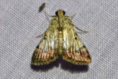 Epipaschia superatalis