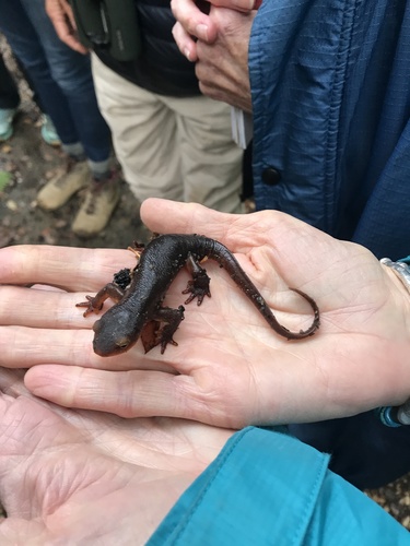 iNaturalist observation photo of Sierra Newt