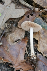 Hebeloma albidulum