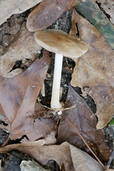 Hebeloma albidulum