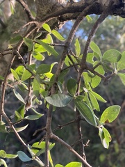Forestiera angustifolia