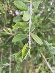 Forestiera angustifolia