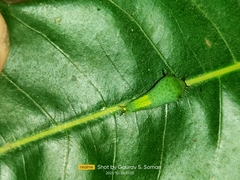 Graphium agamemnon