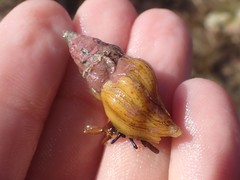 Nodopelagia brazieri