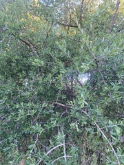 Forestiera angustifolia