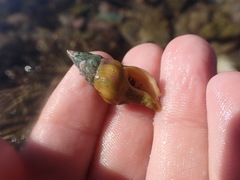 Nodopelagia brazieri