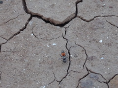 Dasymutilla dionysia