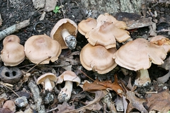 Cortinarius veregregius