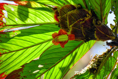 Columnea medicinalis