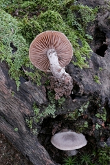 Cortinarius subtabularis