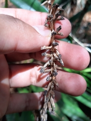 Arpophyllum giganteum