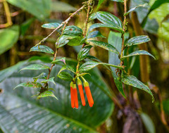 Macleania bullata