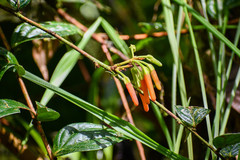 Macleania bullata