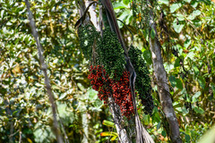 Chamaedorea linearis