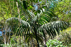 Chamaedorea linearis