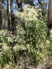 Astrotricha floccosa