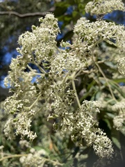 Astrotricha floccosa