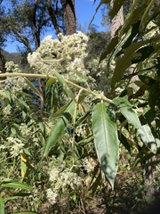Astrotricha floccosa