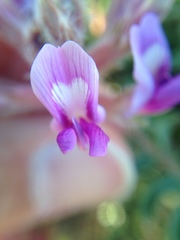 Astragalus shortianus