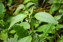 Klaprothia mentzelioides