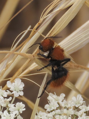 Dasymutilla coccineohirta