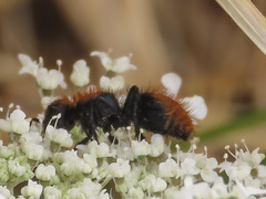 Dasymutilla coccineohirta