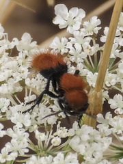 Dasymutilla coccineohirta