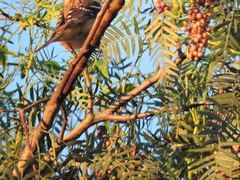 Pheucticus melanocephalus