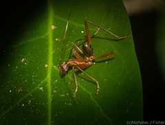 Formicomimus mirabilis