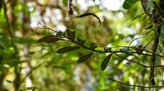 Epidendrum spathatum