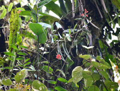 Epidendrum cochlidium